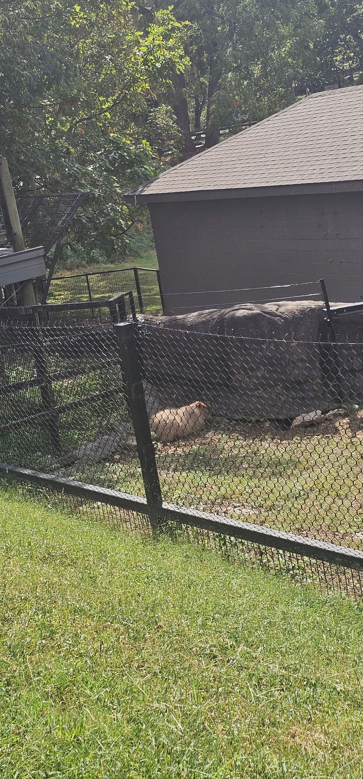 Capybaras at Sean J Forslin in Springfield